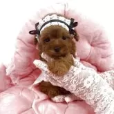 ティーカッププードル