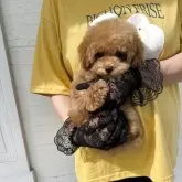 ティーカッププードル