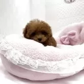ティーカッププードル