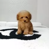 ティーカッププードル