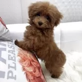 ティーカッププードル