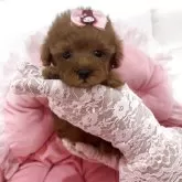 ティーカッププードル