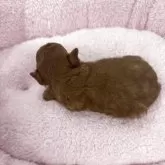 ティーカッププードル【山梨県・女の子・2025年11月16日・レッド】の写真5