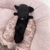 ダップー(ティーカッププードル×カニンヘンダックスフンド)【山梨県・女の子・2025年10月22日・ブラック】の写真5