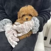 ティーカッププードル【山梨県・女の子・2025年9月26日・レッド】の写真7