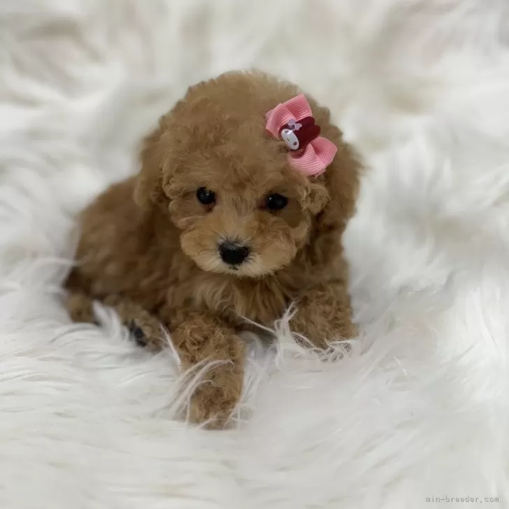 ID：2312-06402の子犬