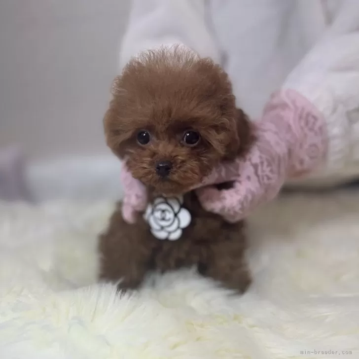 ID：2401-00886の子犬