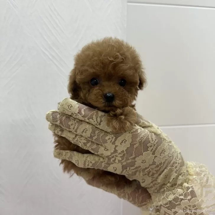 K.H 様のお迎えした子犬