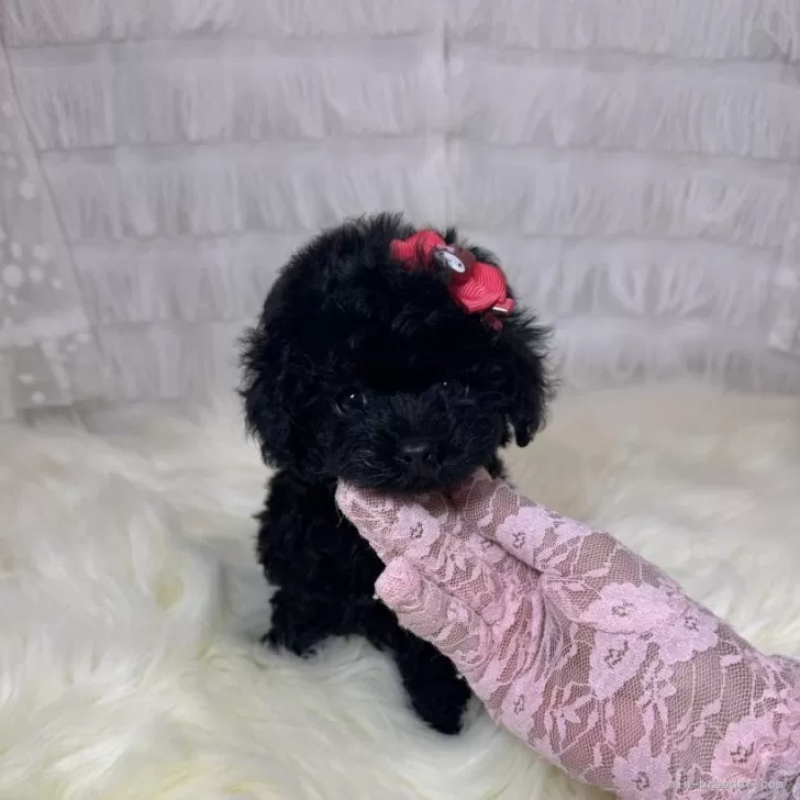 ID：2402-04300の子犬