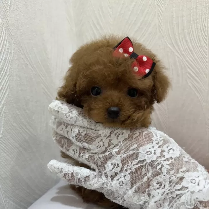 ID：2407-06270の子犬