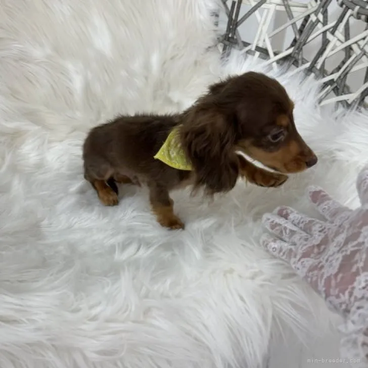 ID：2308-06828の子犬