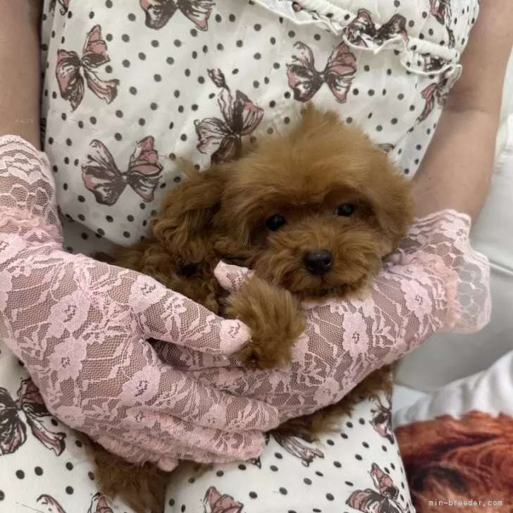 ID:2405-06767の子犬