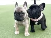 フレンチブルドッグ【埼玉県・男の子・2025年8月20日・フォーン】の写真3