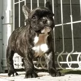 フレンチブルドッグ