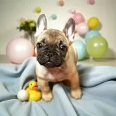 フレンチブルドッグ【埼玉県・男の子・2025年8月20日・フォーン】の写真1