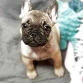 フレンチブルドッグ【埼玉県・男の子・2025年8月20日・フォーン】の写真2