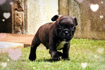 フレンチブルドッグ【埼玉県・男の子・2020年7月11日・ブリンドル&ホワイト】の写真「甘えん坊な男の子」