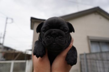 フレンチブルドッグ【埼玉県・女の子・2020年3月23日・ブリンドル&ホワイト】の写真「元気いっぱいなキュートなムチムチボディーな女の子💕」