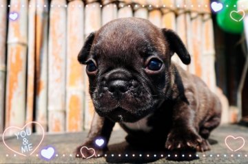 フレンチブルドッグ【埼玉県・男の子・2020年7月11日・ブリンドル&ホワイト】の写真「おっとりBOY😂」