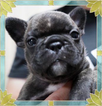 フレンチブルドッグ【埼玉県・男の子・2021年7月18日・ブリンドル&ホワイト】の写真「甘えん坊の男の子🍀とっても可愛いです💕」