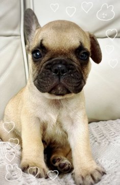 フレンチブルドッグ【埼玉県・男の子・2020年7月11日・フォーン】の写真「人が大好きな甘えん坊の男の子❤️」