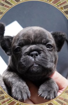 フレンチブルドッグ【埼玉県・女の子・2021年7月18日・ブリンドル&ホワイト】の写真「好奇心旺盛な女の子✨」