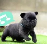 フレンチブルドッグ【埼玉県・男の子・2022年8月19日・ブリンドル&ホワイト】の写真3「必死に走ってます。。。この後転びました笑」