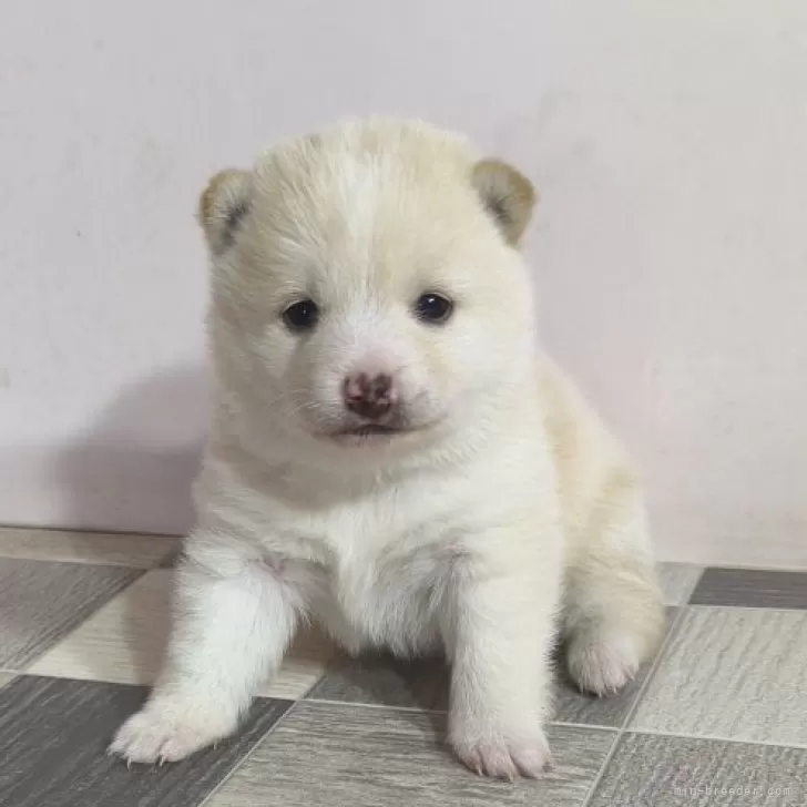 H.Ｉ 様のお迎えした子犬