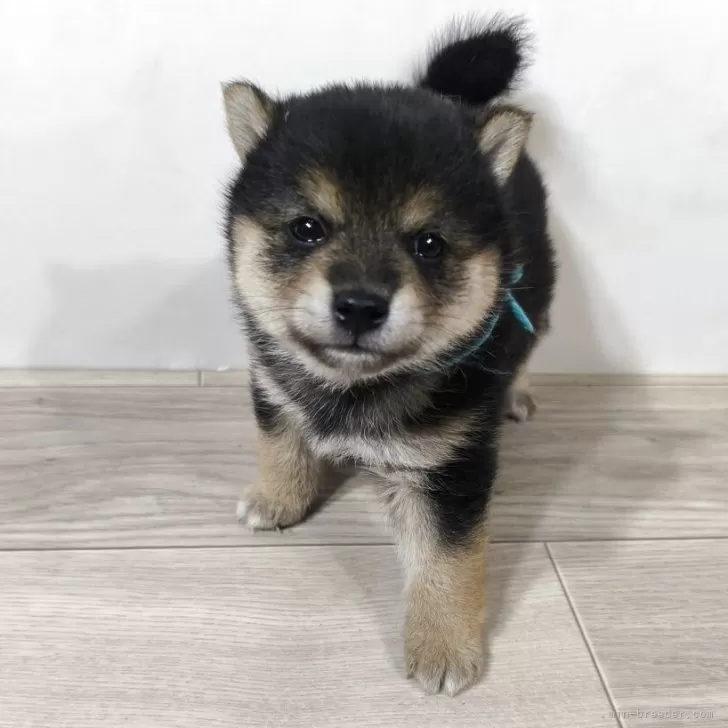 H.K 様のお迎えした子犬