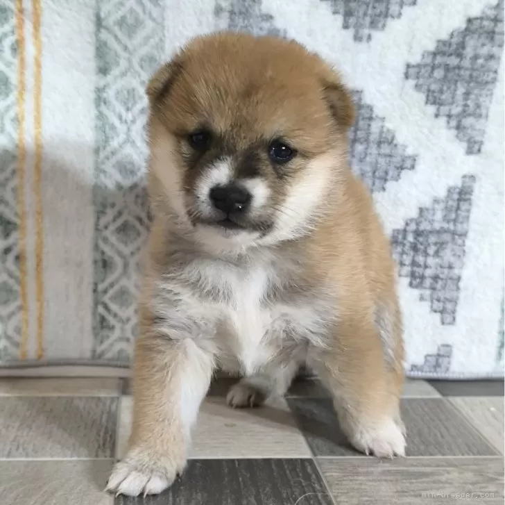 M.T 様のお迎えした子犬