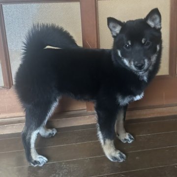 柴犬(豆柴)【茨城県・女の子・2024年9月4日・黒】の写真「代々豆柴犬❣️
おとなしめの女の子です💕」