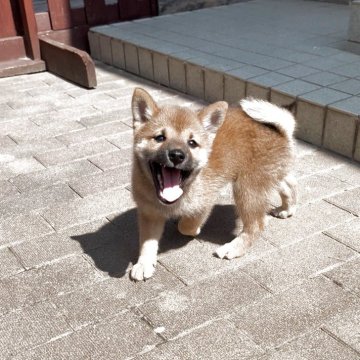 柴犬(豆柴)【茨城県・男の子・2025年6月5日・赤】の写真「代々豆柴犬✨️とってもかわいい男の子です❣️」