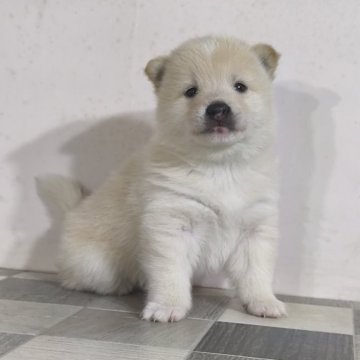 柴犬(豆柴)【茨城県・男の子・2025年2月3日・白】の写真「4代祖豆柴
とってもかわいい男の子です💞」