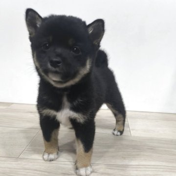柴犬(豆柴)【茨城県・女の子・2025年8月27日・黒】の写真「4代祖豆柴 とってもかわいい男の子です♥️」