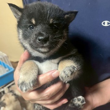 豆柴【茨城県・男の子・2025年7月27日・黒】の写真「代々豆柴犬 とってもかわいい男の子です💓」
