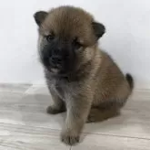 豆柴