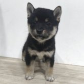 柴犬(豆柴)