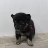 豆柴