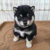 柴犬(豆柴)