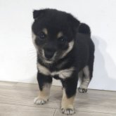柴犬(豆柴)
