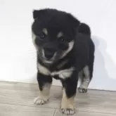 豆柴