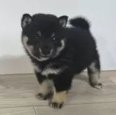 豆柴