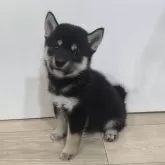 豆柴