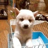 柴犬(豆柴)