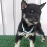 豆柴【茨城県・男の子・2025年7月27日・黒】の写真2