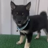 豆柴【茨城県・男の子・2025年7月27日・黒】の写真3