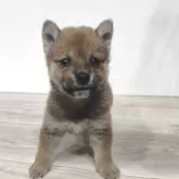 豆柴【茨城県・男の子・2025年8月27日・赤】の写真2