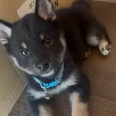 豆柴【茨城県・男の子・2025年7月27日・黒】の写真4