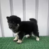 豆柴【茨城県・男の子・2025年10月27日・黒】の写真3