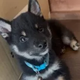 豆柴【茨城県・男の子・2025年7月27日・黒】の写真5